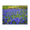 Field of Bluebonnets