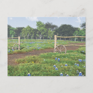 Field of Bluebonnets Postcard
