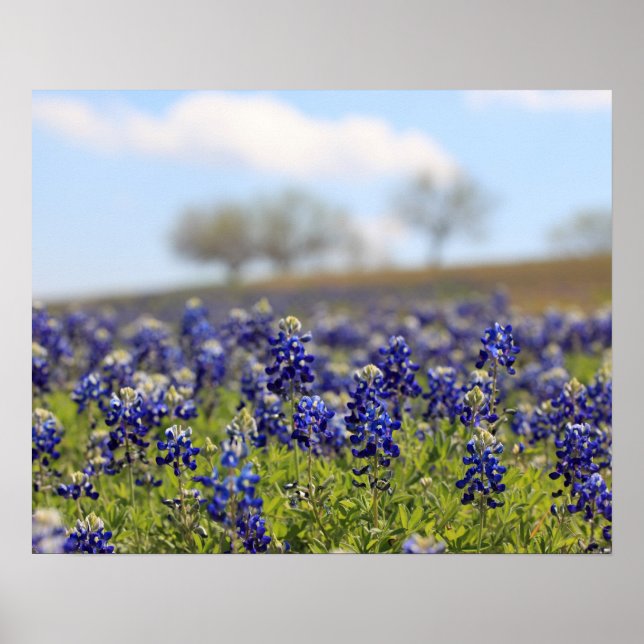 Field of Bluebonnets Poster (Front)