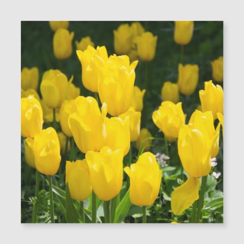 Field of bright yellow tulips