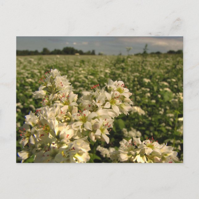 Field of Buckwheat Postcard (Front)