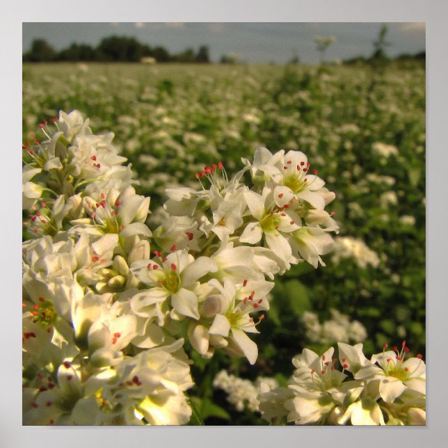 Field of Buckwheat Poster (Front)