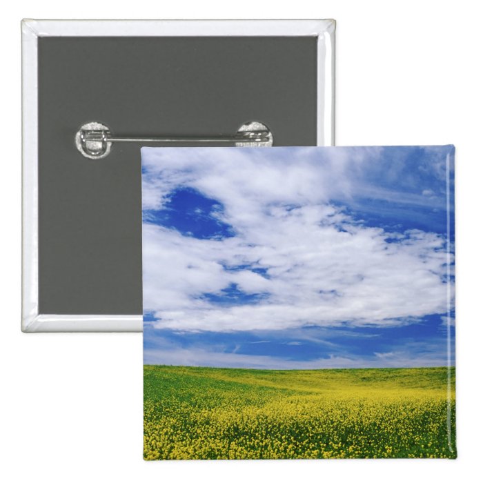 Field of Canola or Mustard flowers, Palouse Buttons