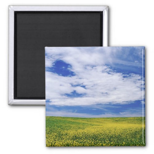 Field of Canola or Mustard flowers Palouse Magnet