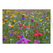 Field of Colorful Flowers (Front Horizontal)