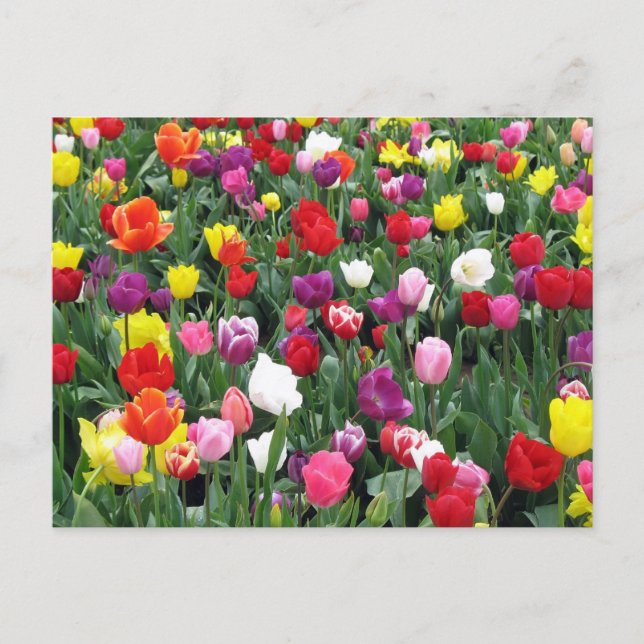 Field of Colorful Tulips Postcard (Front)