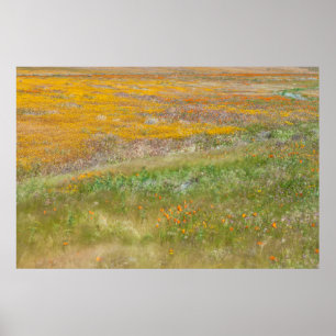 Field of Colorful Wildflowers Poster