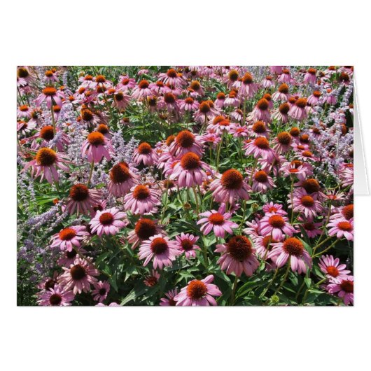 Field of Cone Flowers Cards (Front Horizontal)