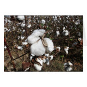 Field of Cotton Ready for Harvest (Front Horizontal)