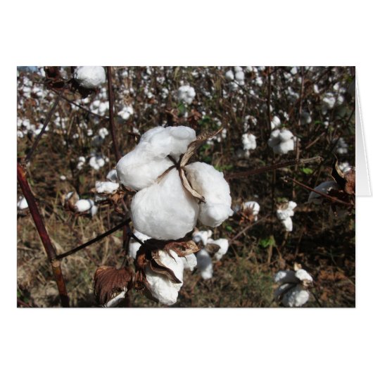 Field of Cotton Ready for Harvest (Front Horizontal)