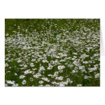 Field of Daisies Alaskan Wildflowers