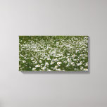 Field of Daisies Alaskan Wildflowers Canvas Print