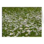 Field of Daisies Alaskan Wildflowers Card