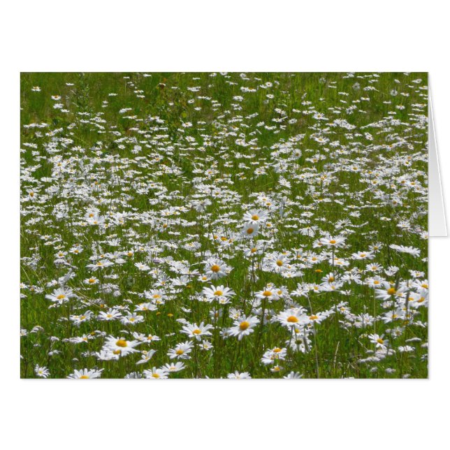 Field of Daisies Alaskan Wildflowers Card (Front Horizontal)