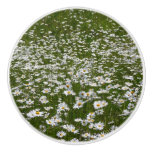 Field of Daisies Alaskan Wildflowers Ceramic Knob