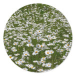 Field of Daisies Alaskan Wildflowers Classic Round Sticker