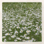Field of Daisies Alaskan Wildflowers Glass Coaster