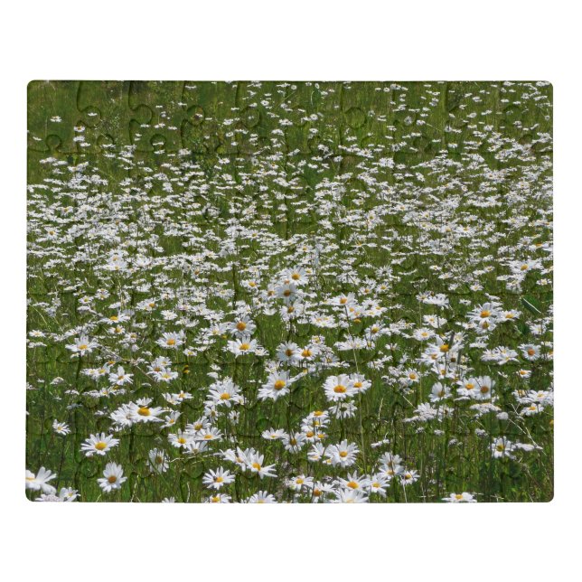 Field of Daisies Alaskan Wildflowers Jigsaw Puzzle (Puzzle Horizontal)