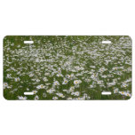 Field of Daisies Alaskan Wildflowers License Plate
