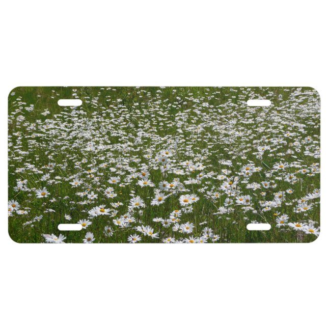 Field of Daisies Alaskan Wildflowers License Plate (Front)