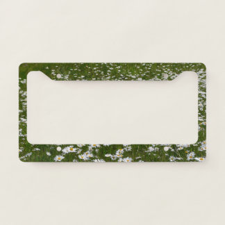 Field of Daisies Alaskan Wildflowers License Plate Frame