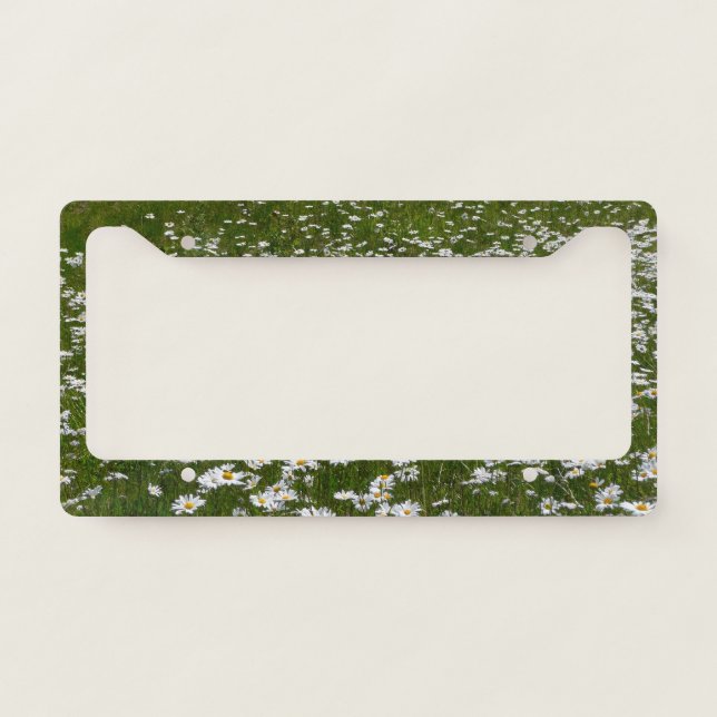 Field of Daisies Alaskan Wildflowers License Plate Frame (Front)