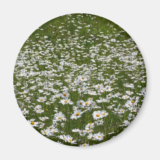 Field of Daisies Alaskan Wildflowers Magnet (Front)