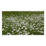 Field of Daisies Alaskan Wildflowers Photo Print