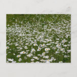 Field of Daisies Alaskan Wildflowers Postcard