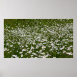 Field of Daisies Alaskan Wildflowers Poster