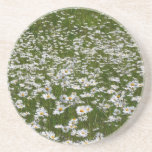Field of Daisies Alaskan Wildflowers Sandstone Coaster