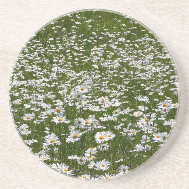 Field of Daisies Alaskan Wildflowers Sandstone Coaster (Front)