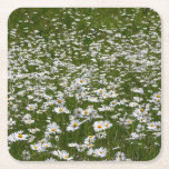 Field of Daisies Alaskan Wildflowers Square Paper Coaster