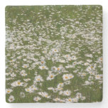 Field of Daisies Alaskan Wildflowers Stone Coaster