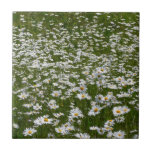Field of Daisies Alaskan Wildflowers Tile