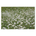 Field of Daisies Alaskan Wildflowers Tissue Paper