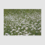 Field of Daisies Alaskan Wildflowers Tissue Paper