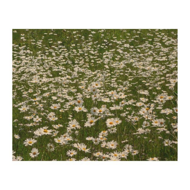 Field of Daisies Alaskan Wildflowers Wood Wall Art (Front)
