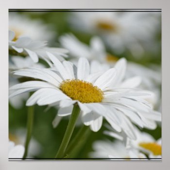 Field Of Daisies Poster by PerennialGardens at Zazzle