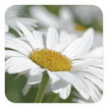 Field of Daisies Square Sticker