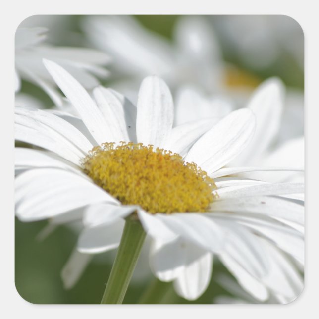 Field of Daisies Square Sticker (Front)