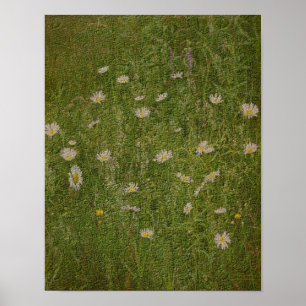 Field Of Daisies Textured Effect Floral Poster