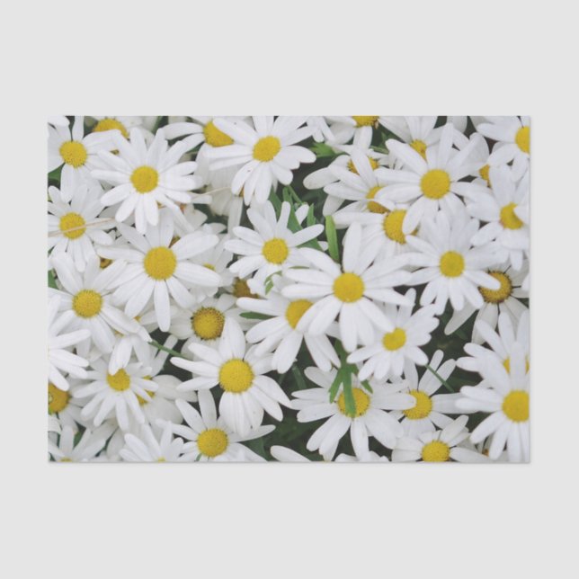 Field of Daisies Tissue Paper (Front)