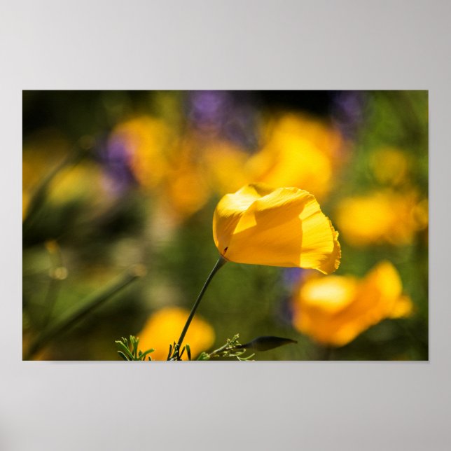 Field of dancing poppies poster (Front)