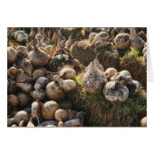 Field of Drying Birdhouse Gourds (Front Horizontal)