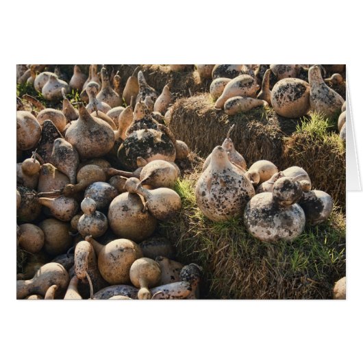 Field of Drying Birdhouse Gourds Cards (Front Horizontal)