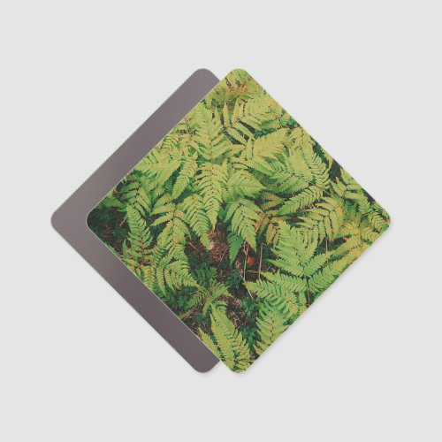 Field of Ferns Car Magnet