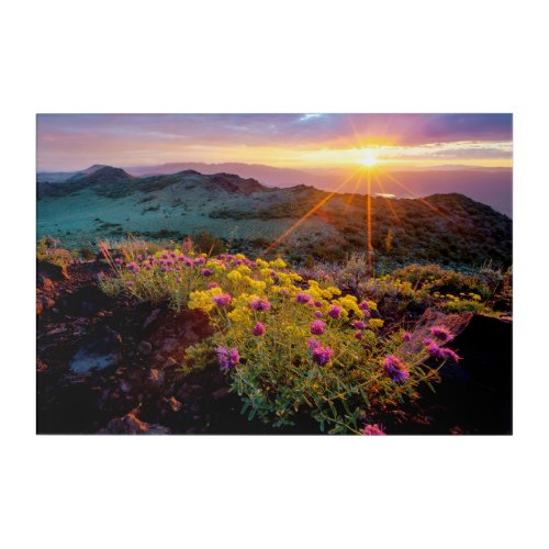 Field of Flowers at Sunrise_South of Monitor Pass Acrylic Print