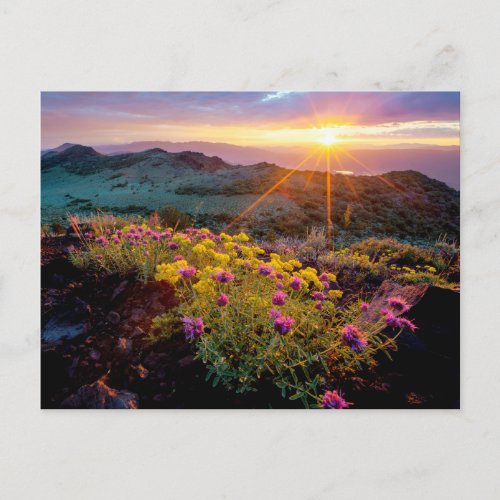 Field of Flowers at Sunrise_South of Monitor Pass Postcard