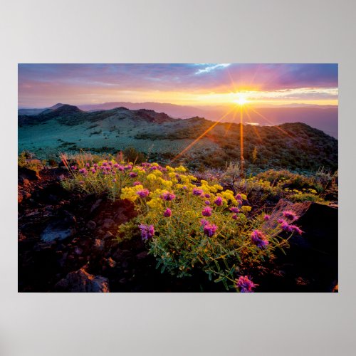 Field of Flowers at Sunrise_South of Monitor Pass Poster